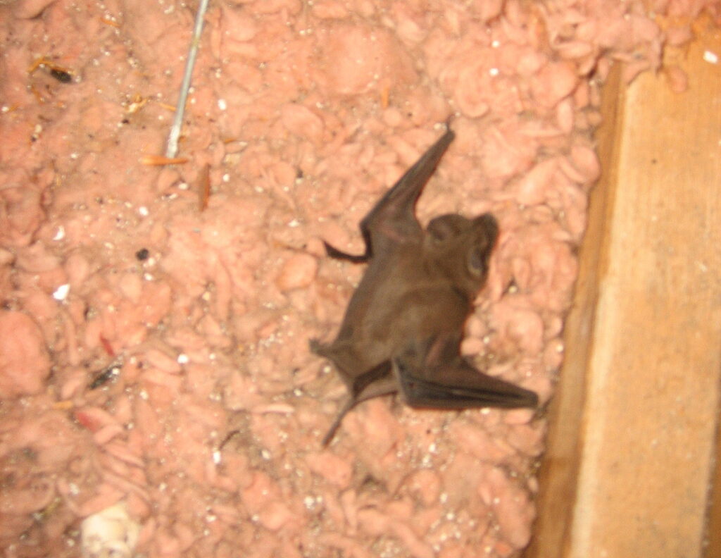 bat on attic insulation