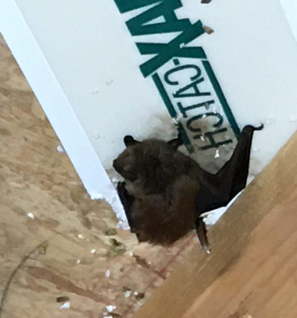 bat on attic wood; Bats On Ground