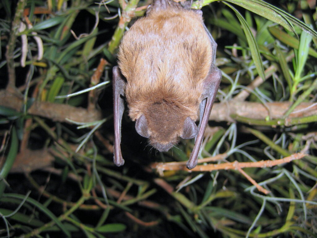 bat on branch; Relocate Bats