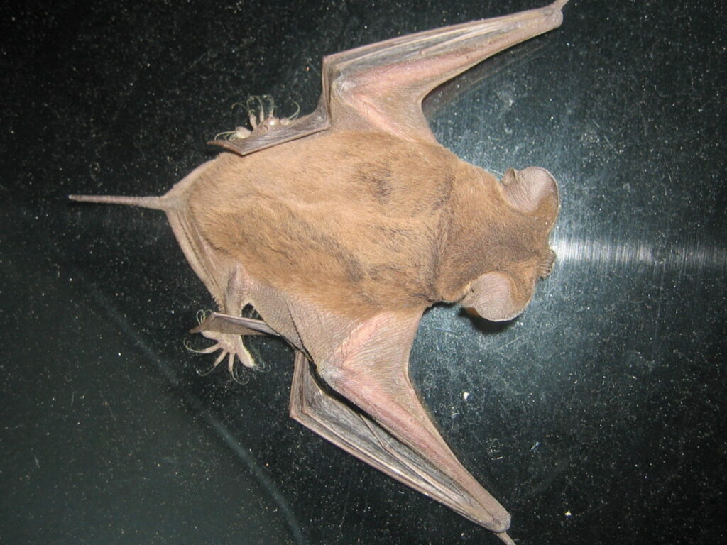 bat on car window; Bats In United States