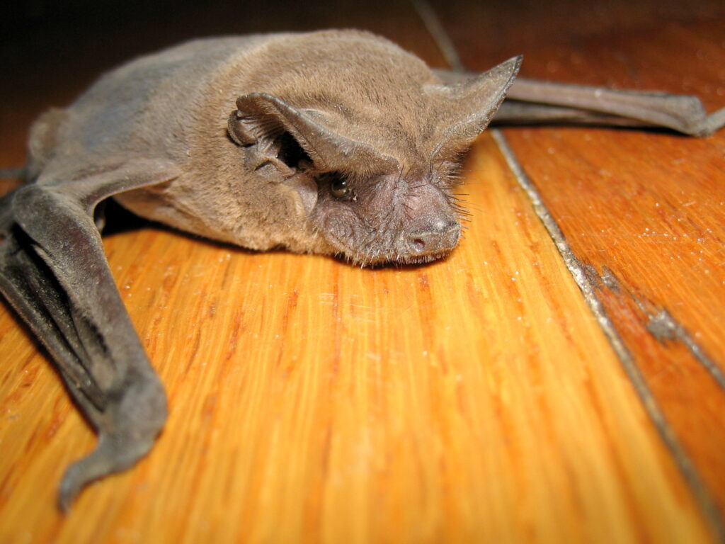 bat on floor; Dead Bat