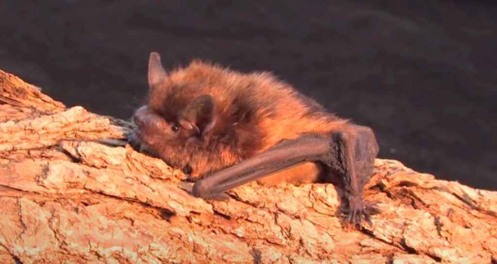 bat on log; Bats Hibernate