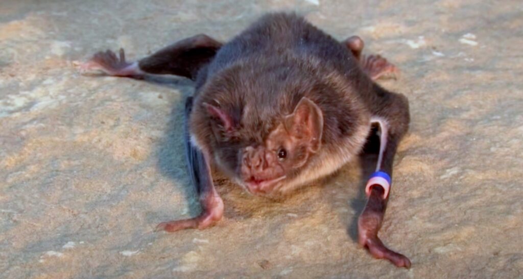 bat on sand; Bats On Ground