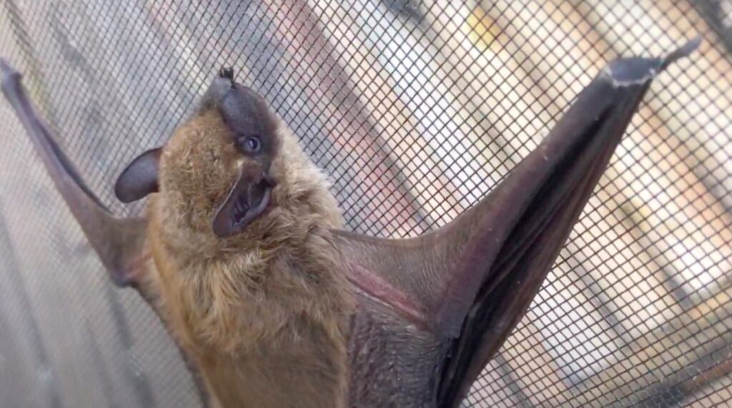 bat on screen; Bat Fly