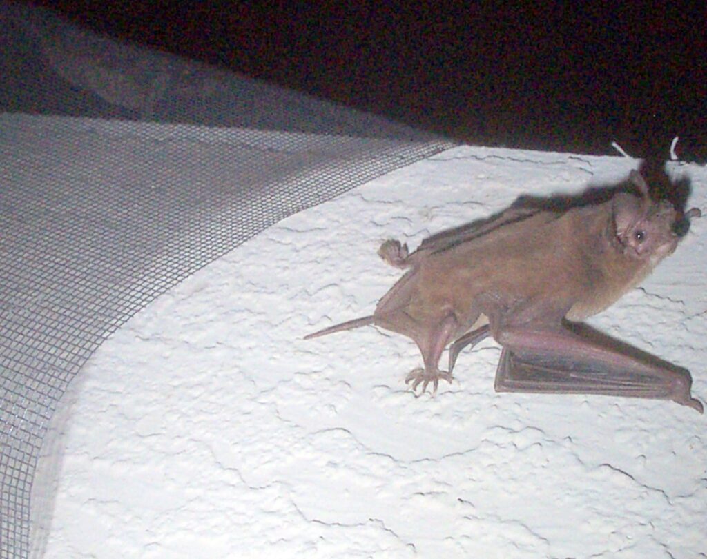 Are Bats Blind; Bats Communication Methods