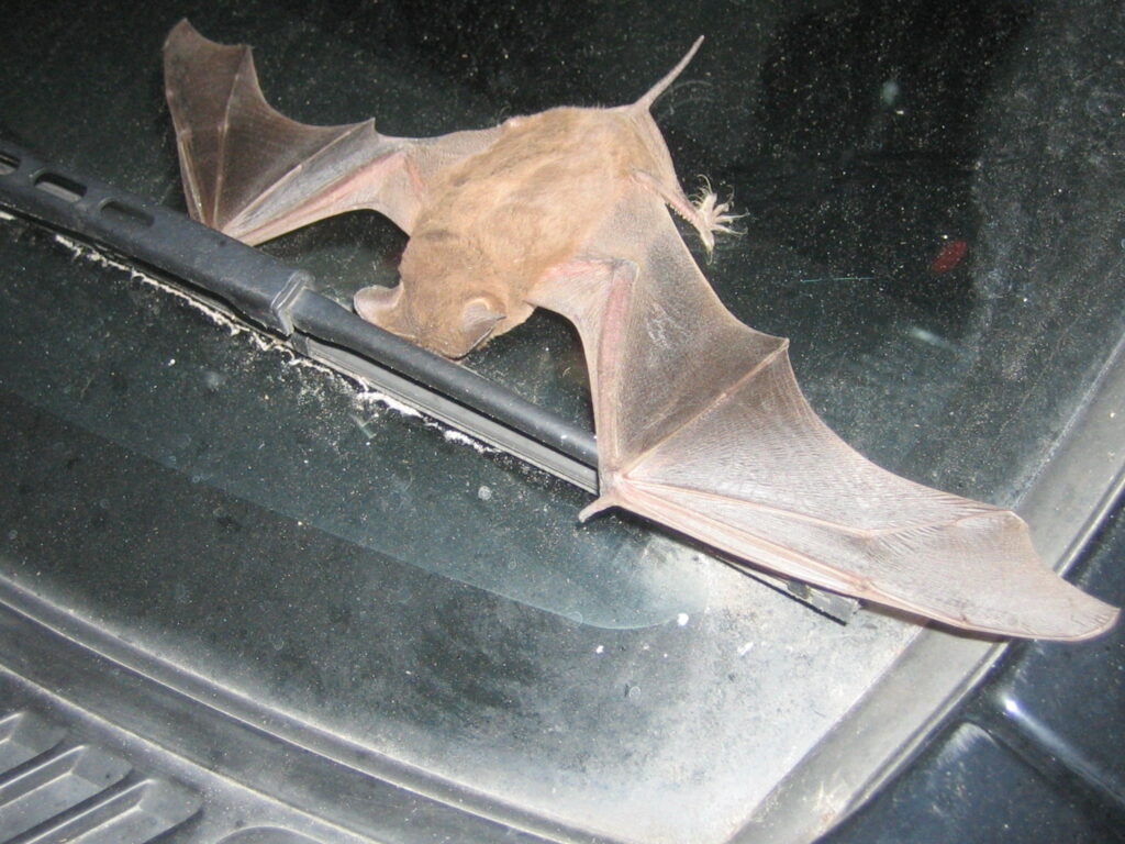 bat on windshield; Bat Carry Rabies