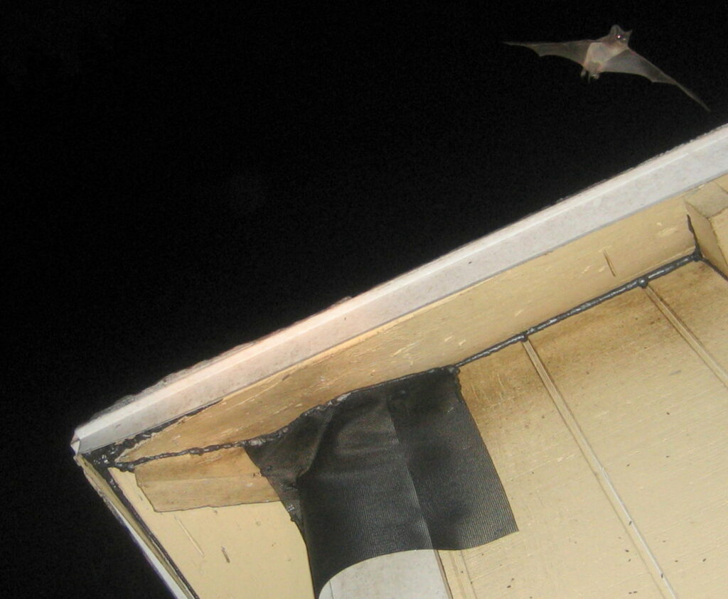 bat removal via exclusion; Bats In Roost