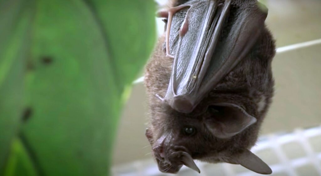 bat upside down; Bats Birth