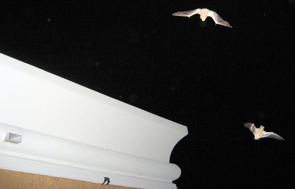 Bats Echolocation