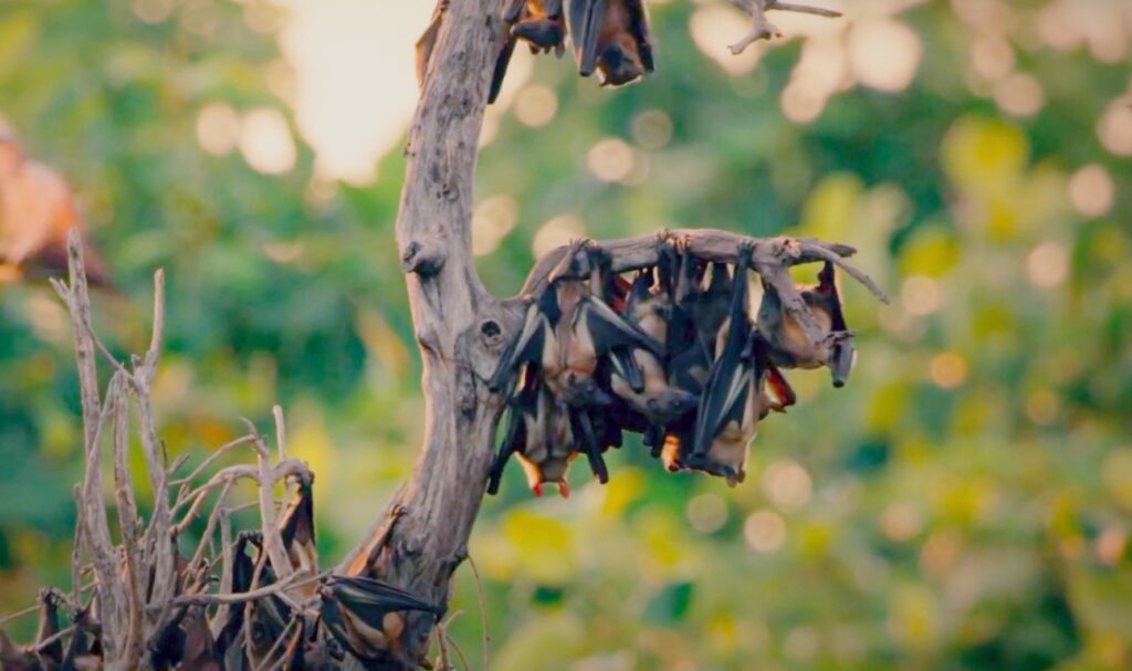 bats hanging on tree; Bats In Roost
