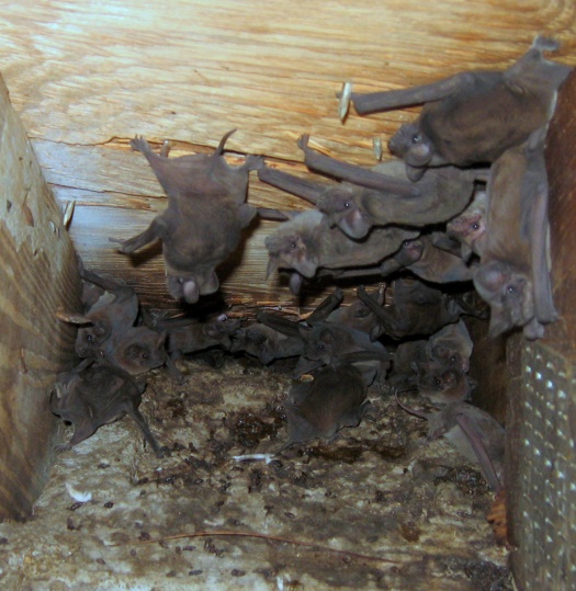 bats in attic; Bat In Basement
