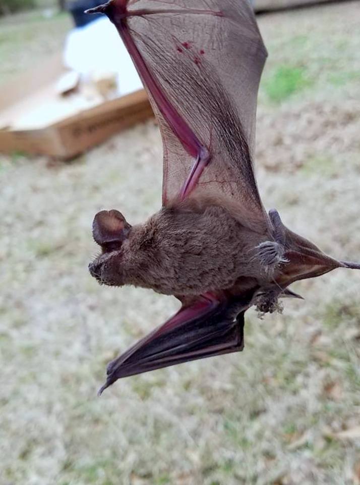 dead bat picked up;Bat Poison