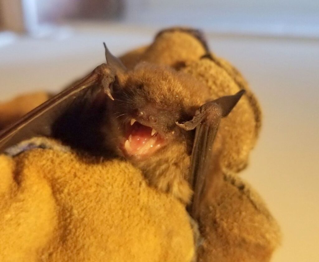 face of bat; Bats Drink Water