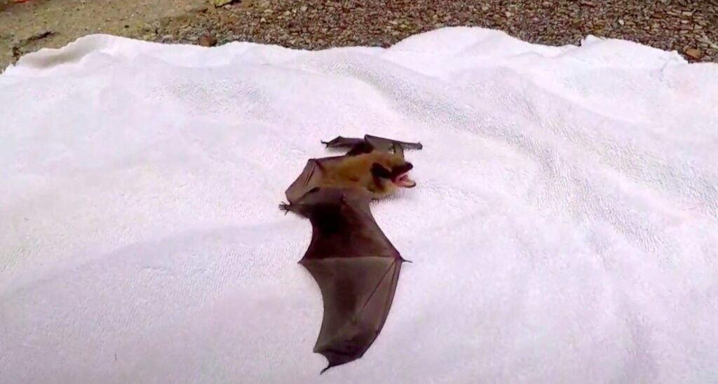 releasing bat;Bat Caught In House