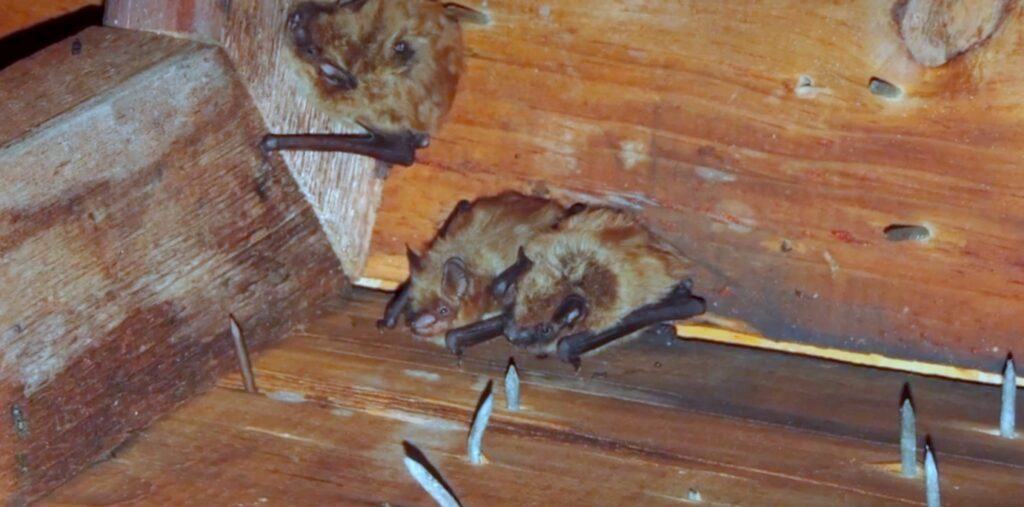 three bats in attic