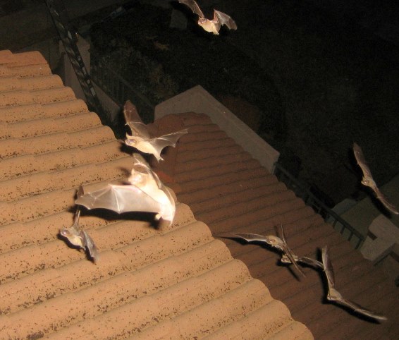 Bats Attracted To House