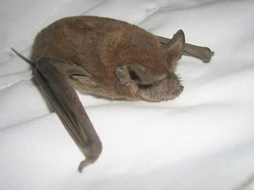 Bats Nesting